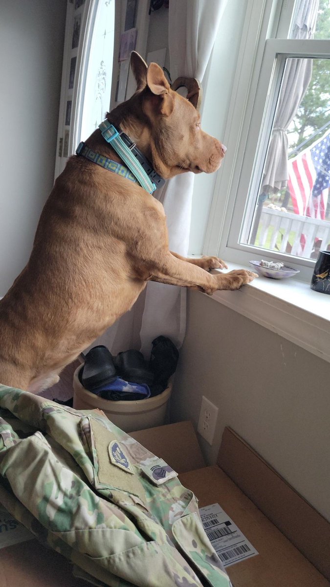 LoveMekko's tweet photo. Coosa pulled a full operation tonight.
Fake alert at the door.
Sent me to the window.
By the time I got back…
my spot was gone.
She’s laid up like she just worked security.
I’ve been played. @ELMAGAIN https://t.co/N5WecNoQyr
