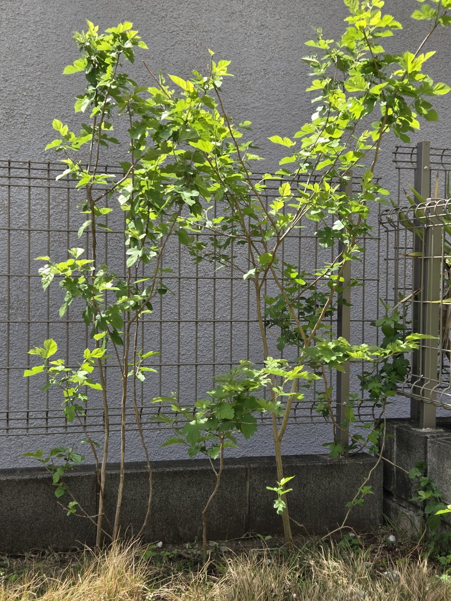 去年挿し木した桑がいい感じに育ってる❤