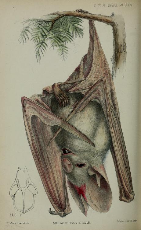 Biodiversity Heritage Library tweet media