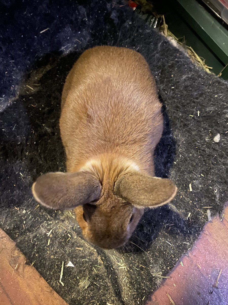 liberal & anarchist tweet media