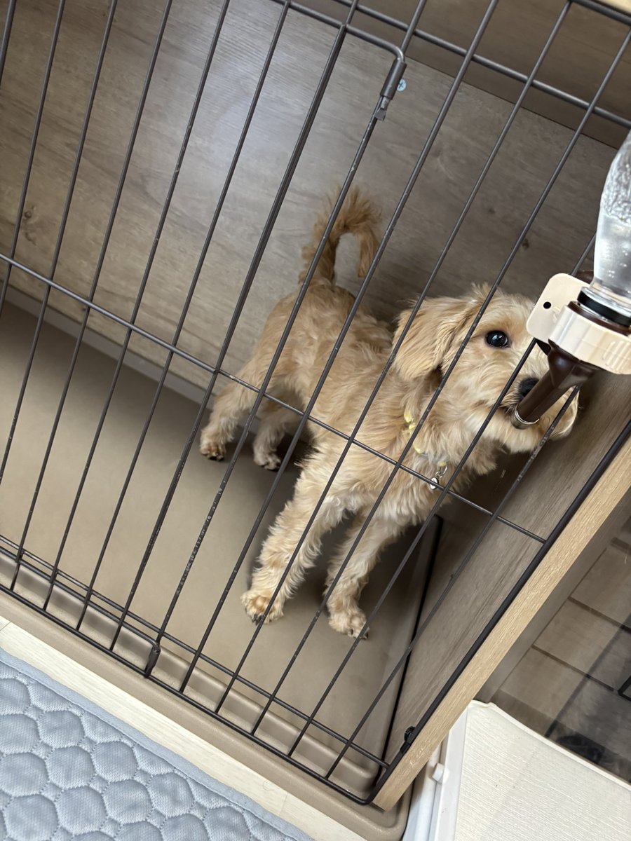 k___s___m's tweet photo. かわい犬🐶 https://t.co/4yGzG3QX7B