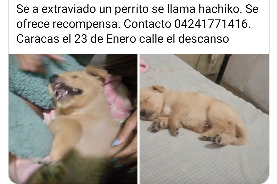 PerroUsuario's tweet photo. Se busca en el 23 de Enero. Caracas, calle El Descanso https://t.co/pyrxk5N6DK