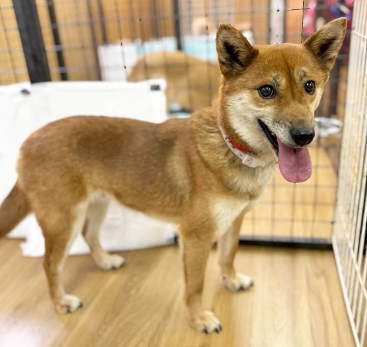 ただの猫ゃで tweet media