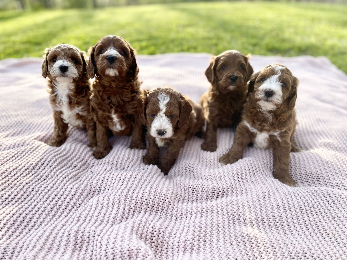 MapleDoodles's tweet photo. Golden hour + five CavaDoodle puppies with one mission: play until they couldn’t play anymore 
They cooperated just long enough for decent photos before chaos. Then milk bar, then puppy pile.
Raw fed, raised in Ohio 🐾
#cavadoodle #doodlepuppies https://t.co/WxI2WNhuhz