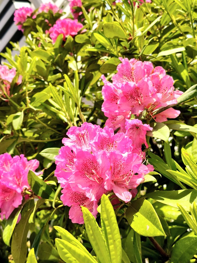 なな🐟️ tweet media