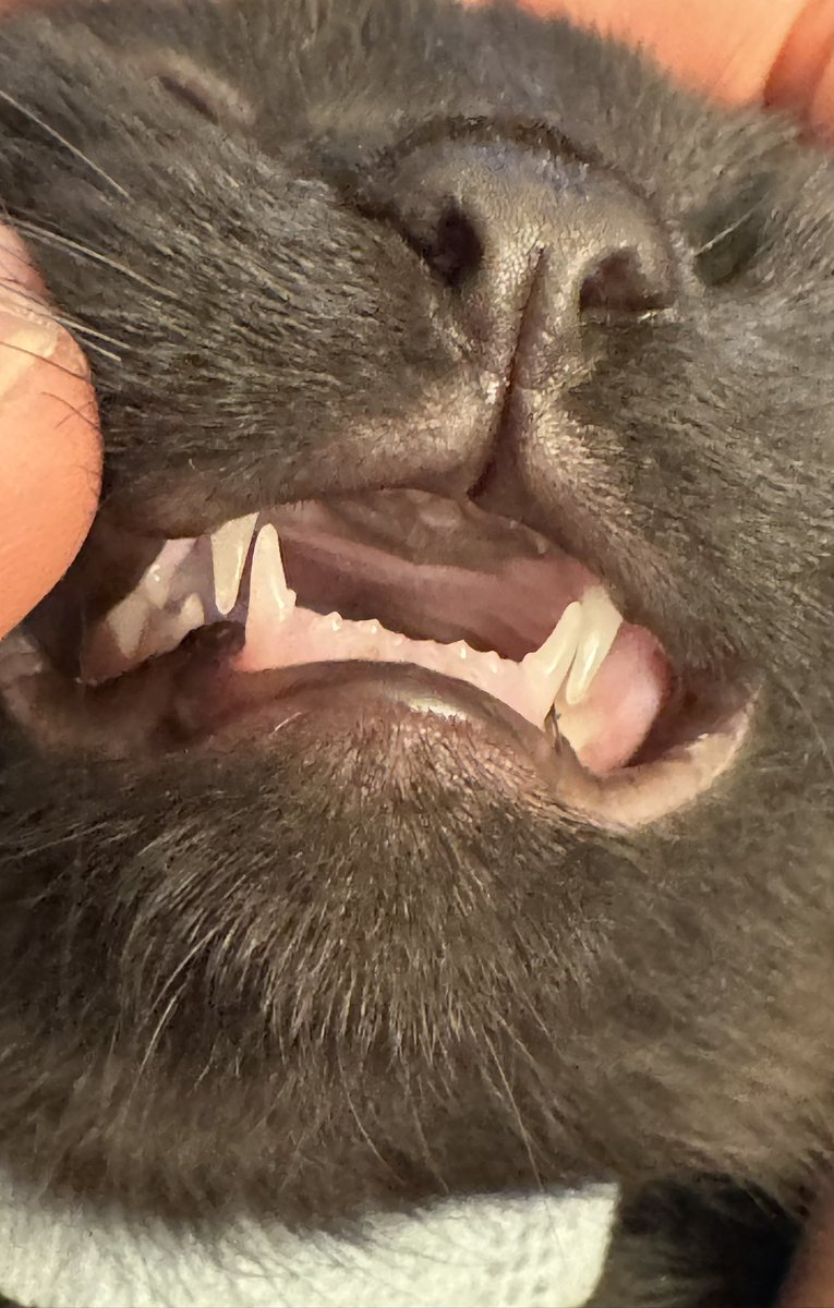 ターニャ🐈 tweet media