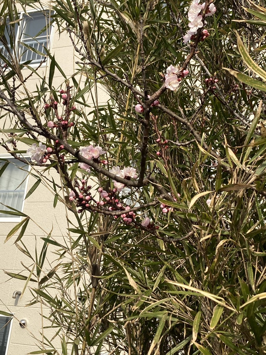 函館市開花宣言🌸
私のサクラは今年は開花せず…🐟🌸