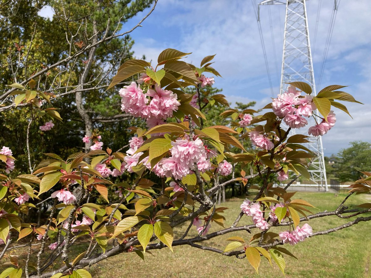 朝ん歩の風景、いろんな花が咲いて華やかな季節になって来ました、本来なら今日は英彦山に登る予定だったのに、と、愚痴ってもしょうがない(^^;;