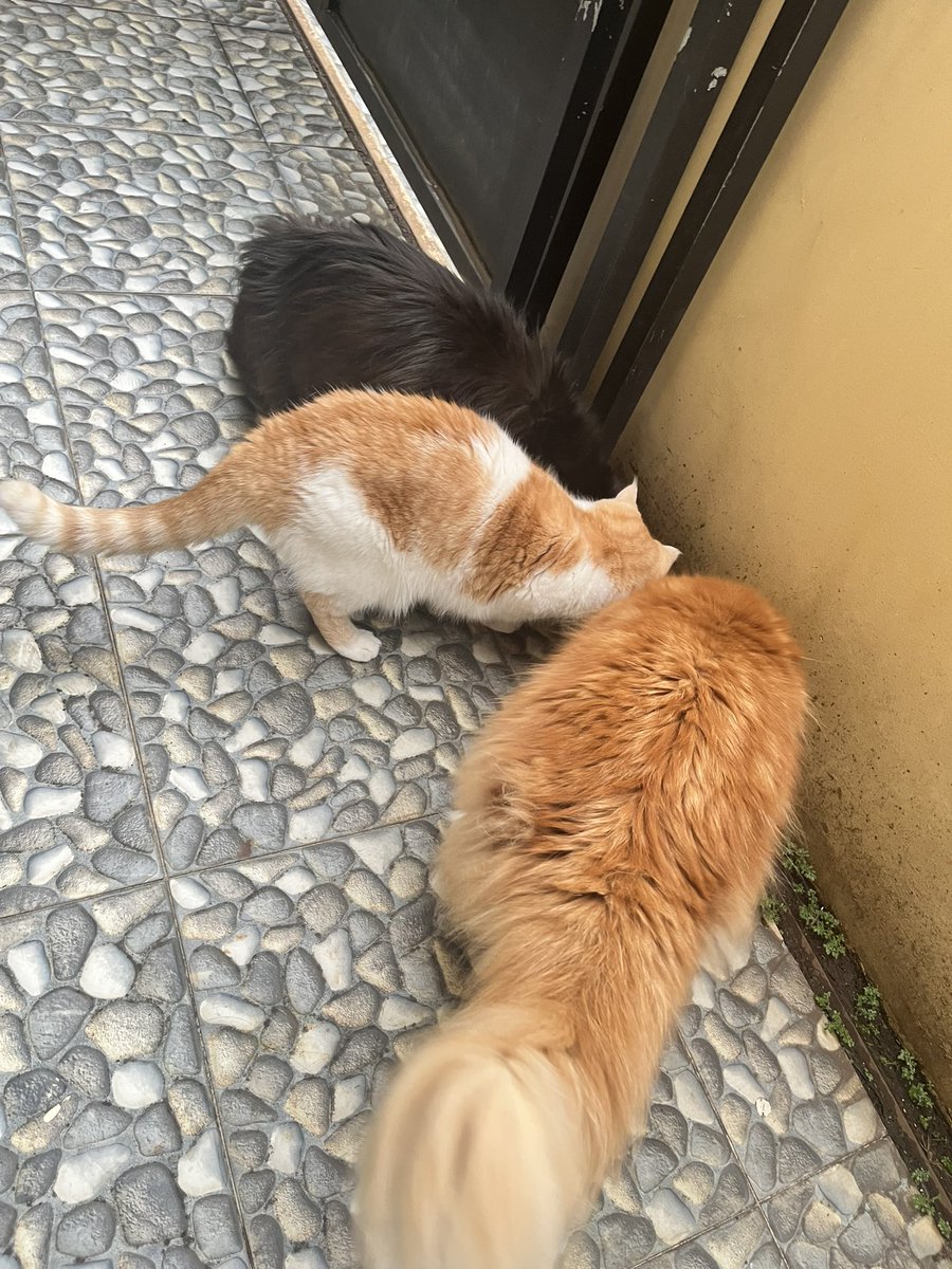 Yujin Momo Thyme Mint tweet media