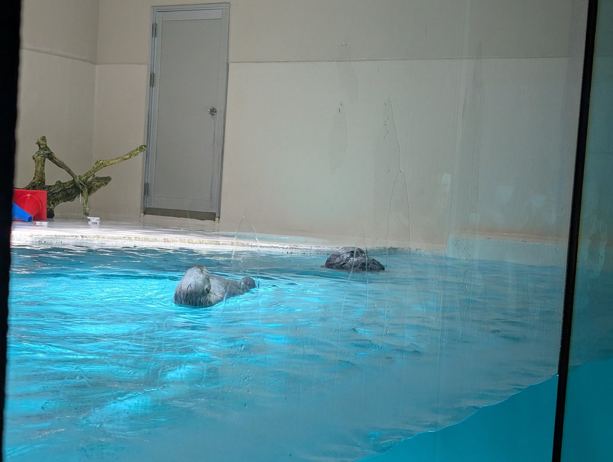 スコンブ3rd tweet media