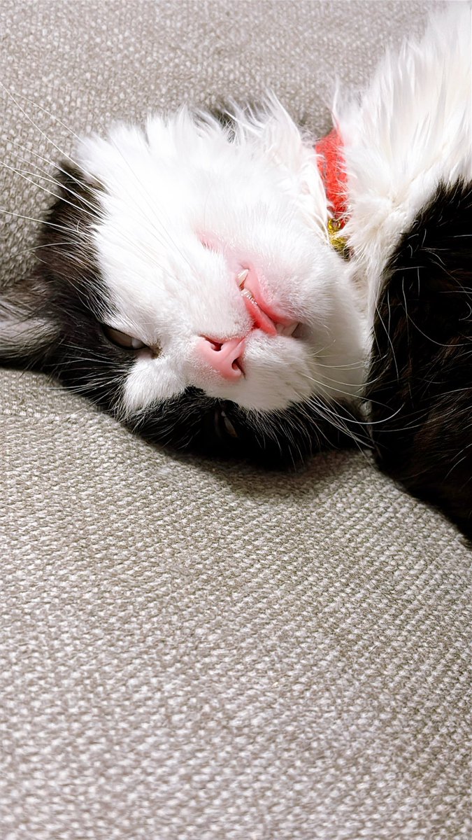 ぼくはムタ tweet media