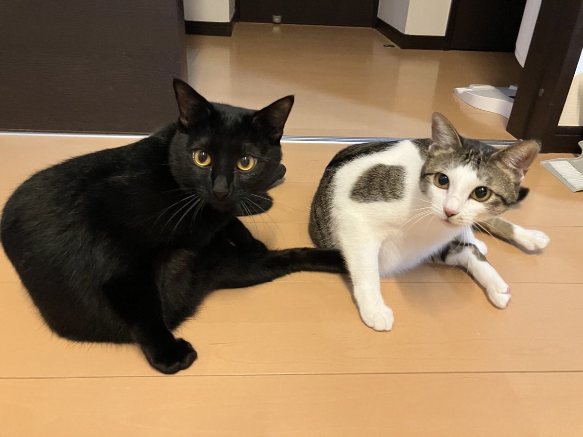 おじぇい tweet media