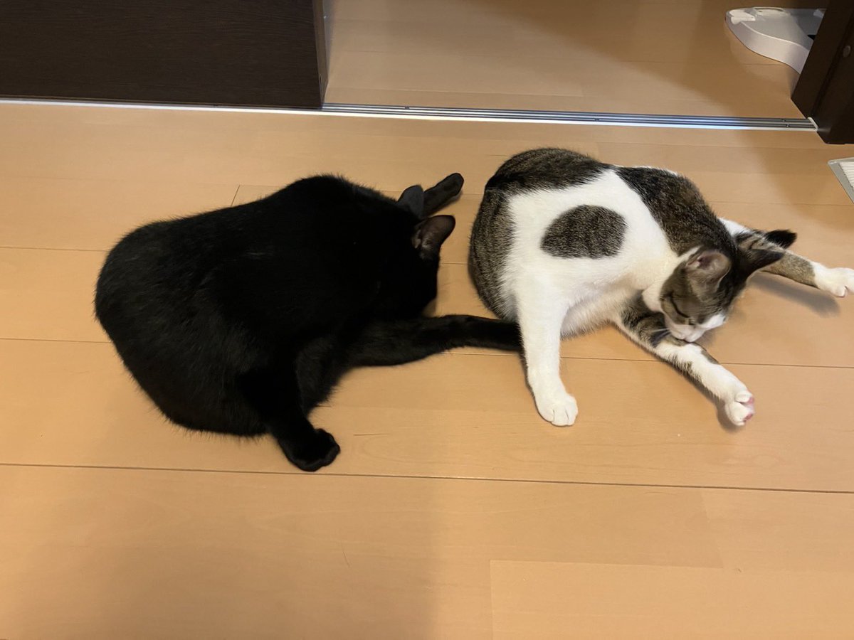 おじぇい tweet media