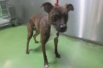 迎えを待ってます😟お心当たりのある方、教えてあげて🙏
pref.aichi.jp/soshiki/doukan…
#愛知県  瀬戸市  瀬戸市北みずの坂  4/13収容~1週間程💦
#茶黒白の中型犬 ♂️ ブルテリア 系？ 首輪なし
#迷子犬  #迷い犬  名古屋市  春日井市  尾張旭市
飼い主様・関係者以外の連絡不可です。