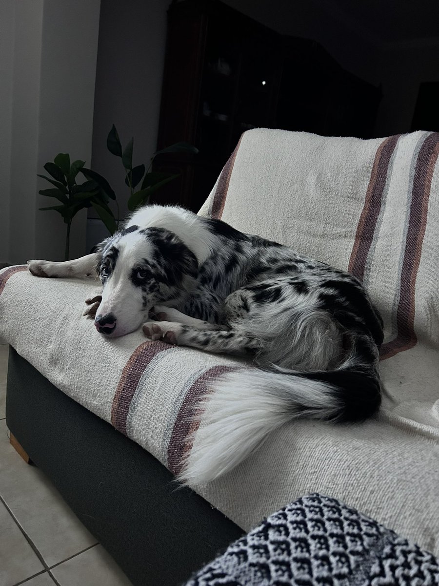 AnaMariaKaiser1's tweet image. Recuerdan el cachorrito que quedó en casa????, creció bastante el malcriado , otro domador de sillones
#Max