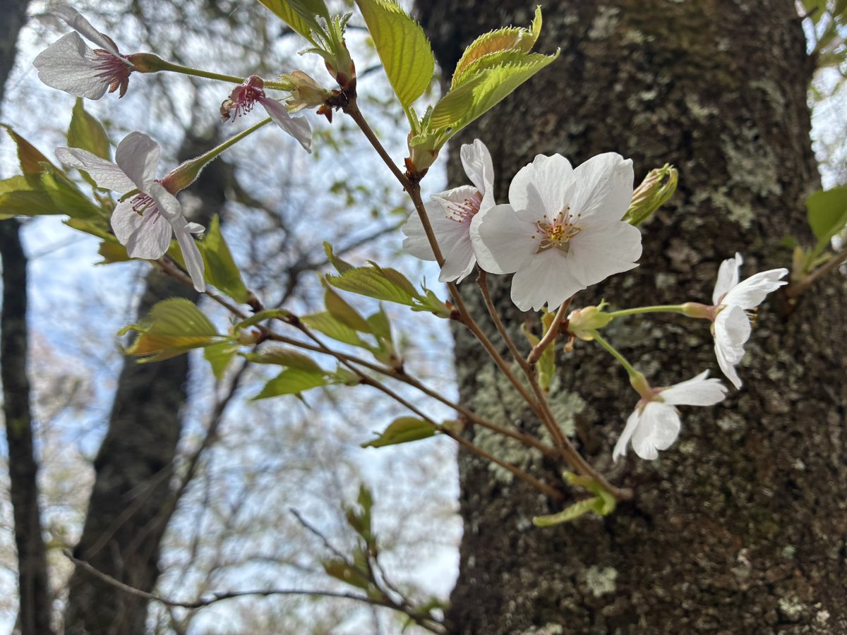 オコジョ tweet media