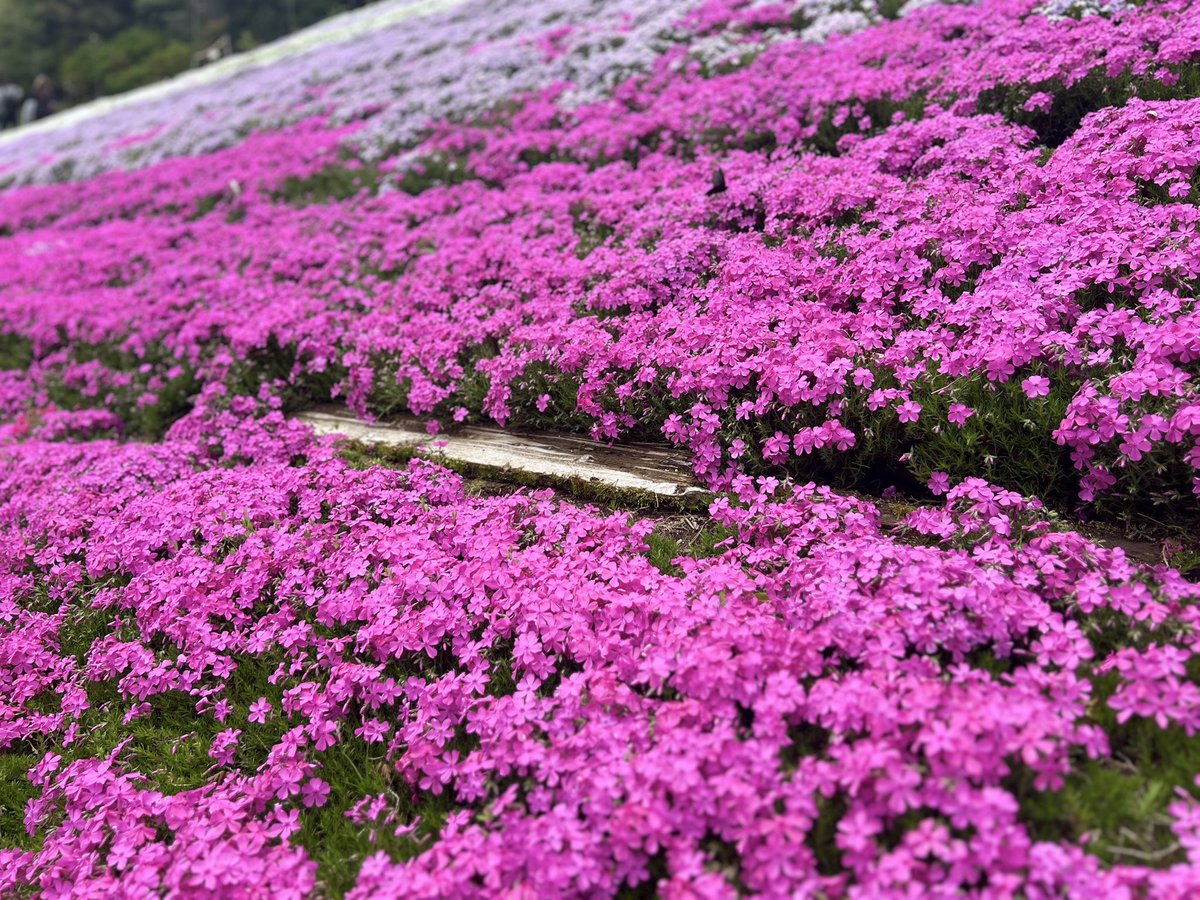 マグナ tweet media