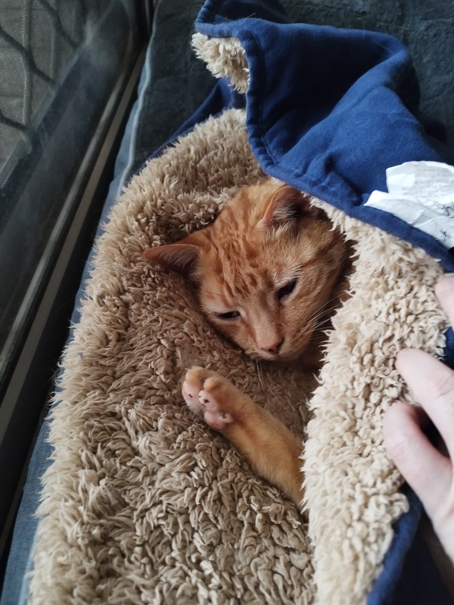 Siblings of Scruffkit tweet media