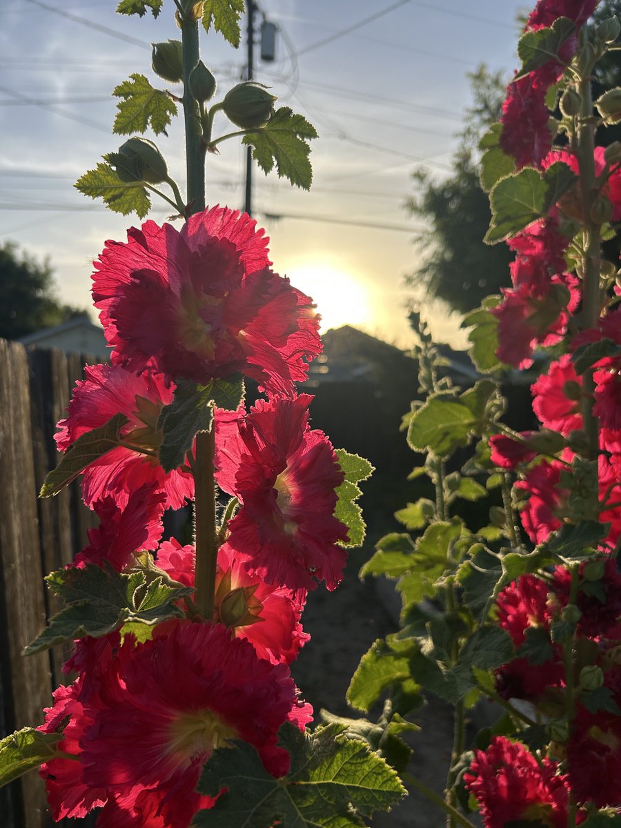 Tinfoil Hat Puritan tweet media