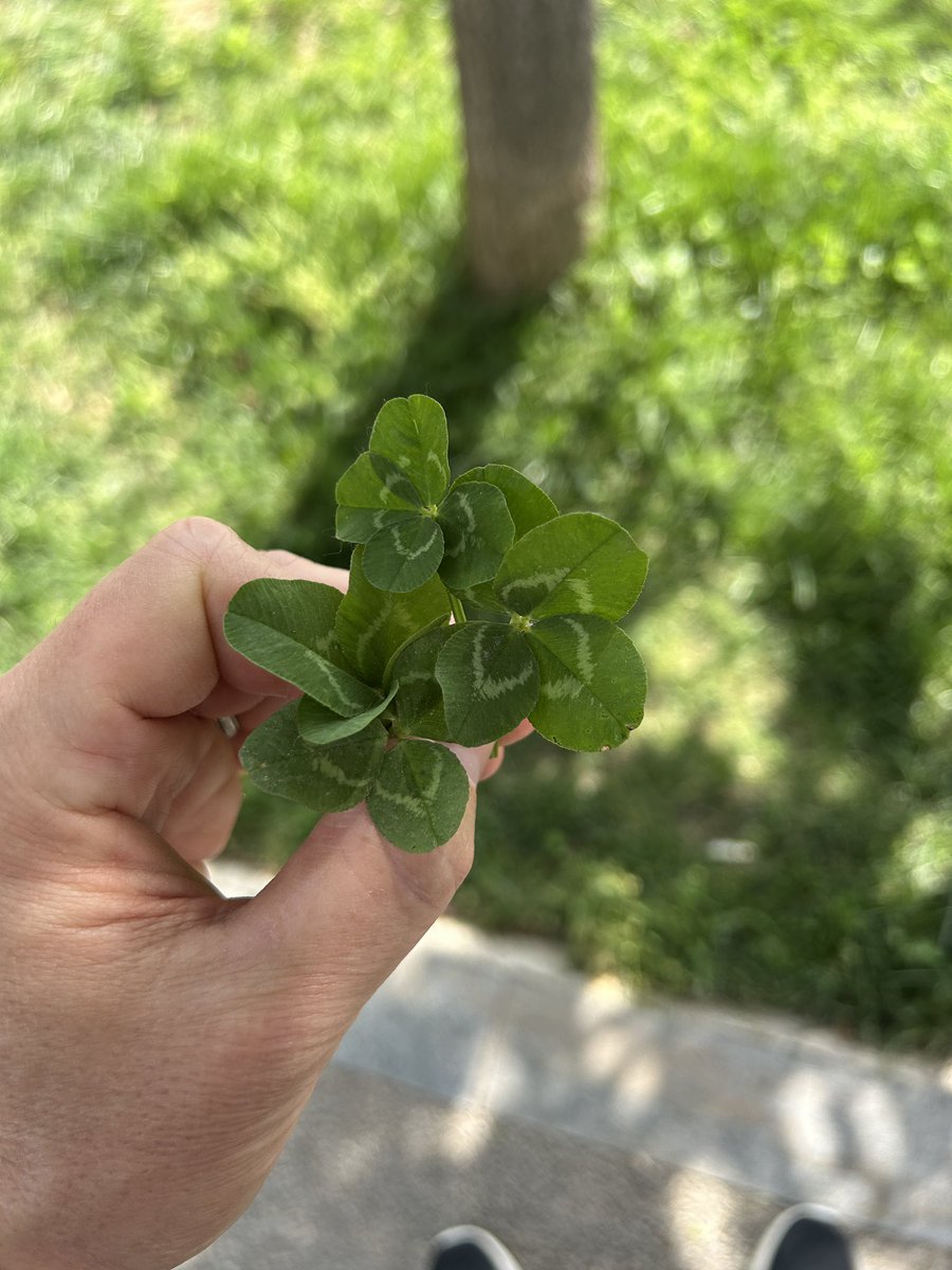 MadForMaple's tweet image. I've already found about 30 4-leaf clovers during my morning walk. Fun little pastime. I bring them home and press them. No end game. Not sure what I'll do with them! 🍀 #lucky