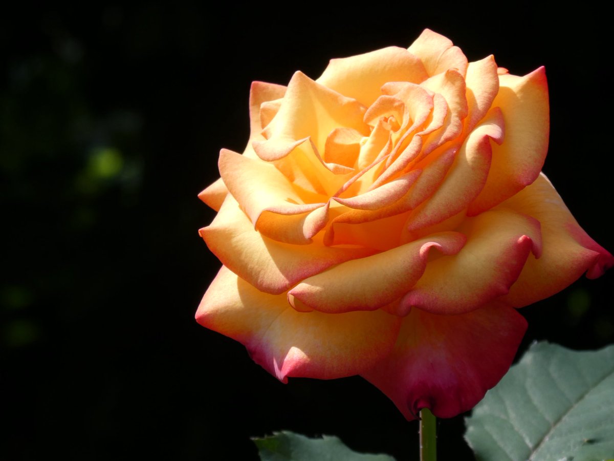 Sopheverafter's tweet image. It's all about the color ORANGE as we head into the weekend.
QP or share your ORANGE images 👇

#orange #ColorLover #nature #naturePhotography