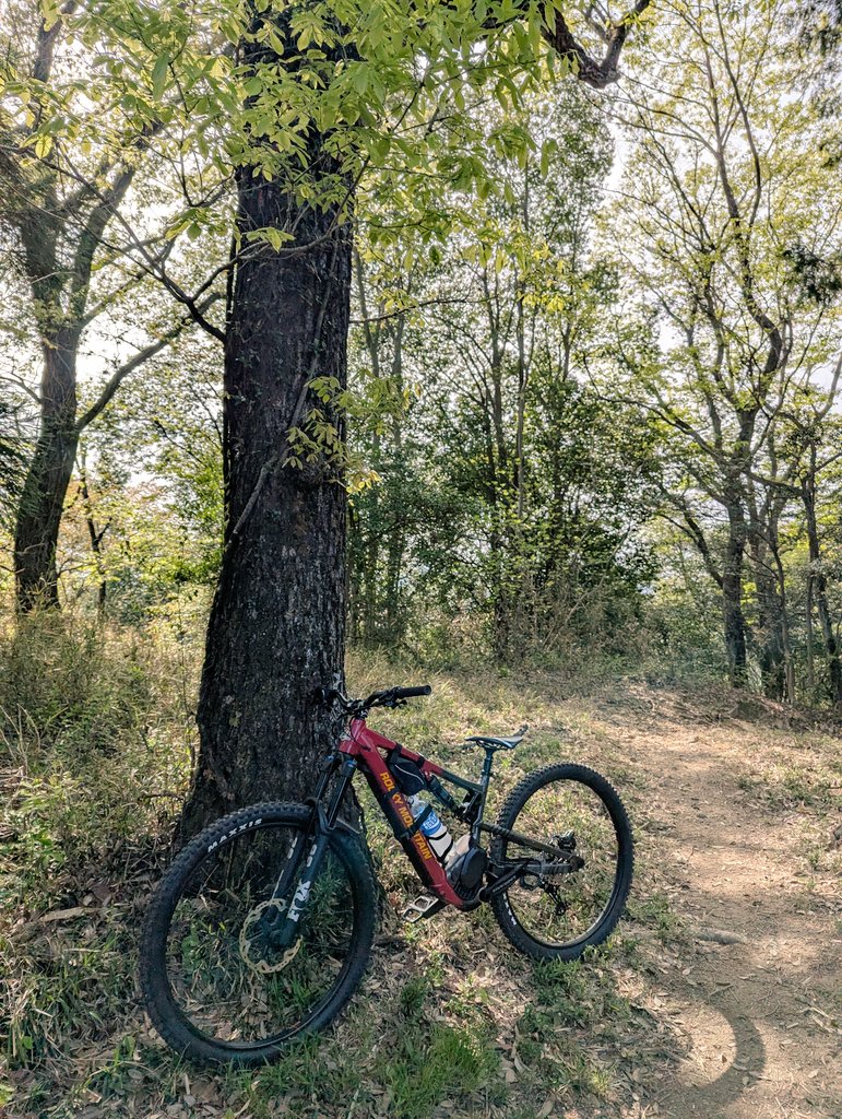konatarow's tweet image. 今日もサクッとMTB専用トレイルで昨夜の酒を抜きました~😊
 #MTB