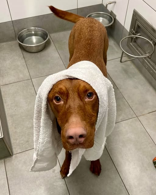 yolanda schultes tweet media