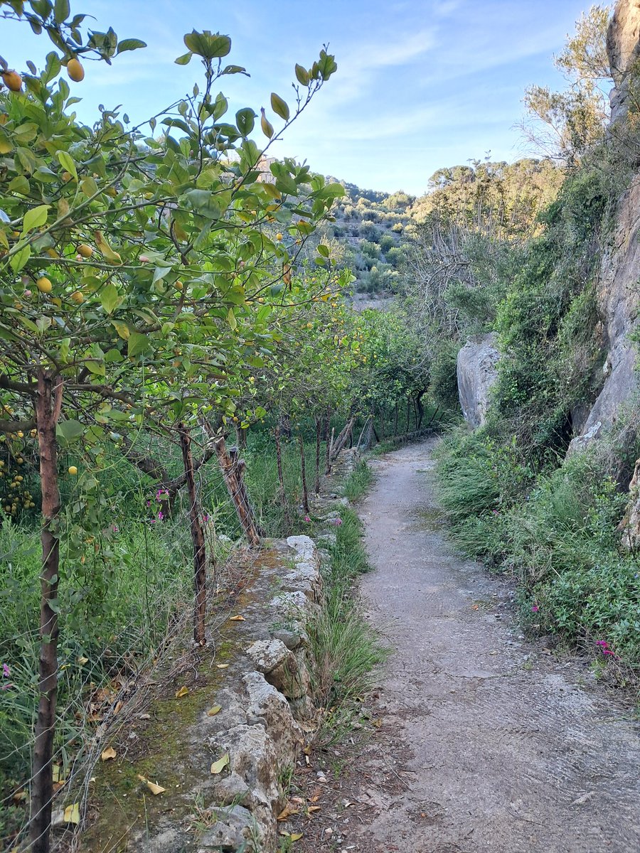 Pep Ramírez tweet media