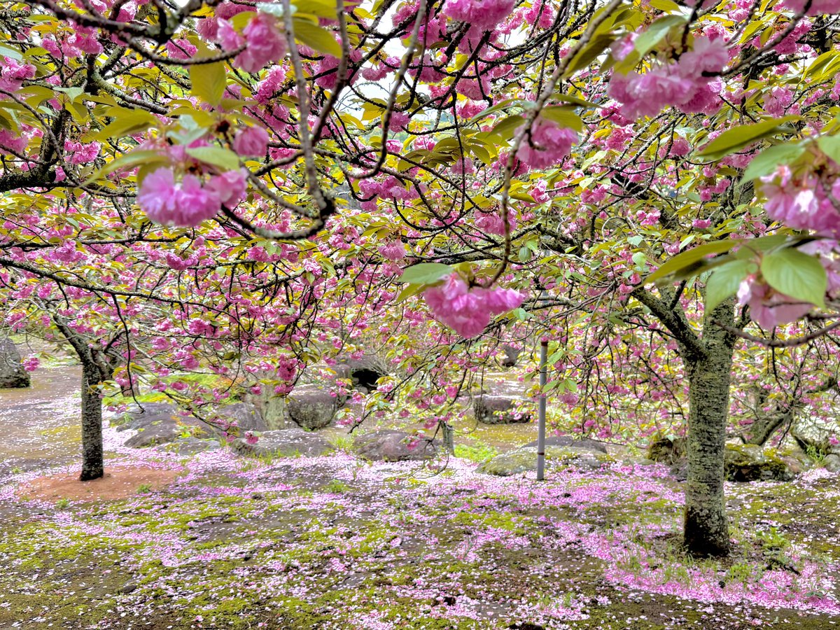 ☆クッスー tweet media