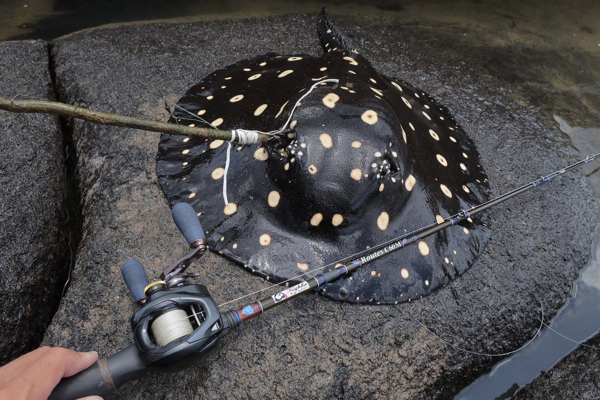 世界の果てまで魚釣り tweet media