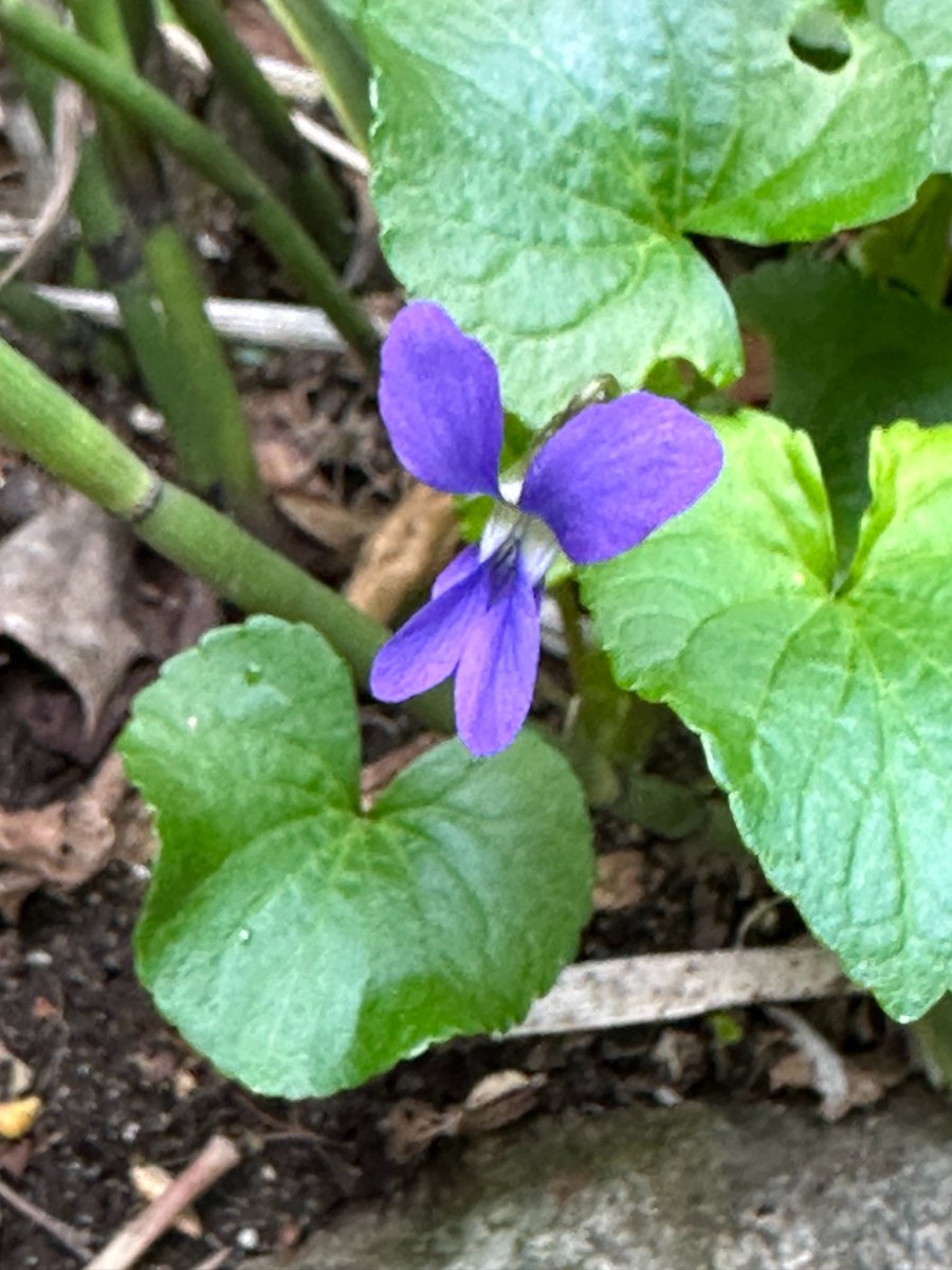 紺野キタ🌿 tweet media