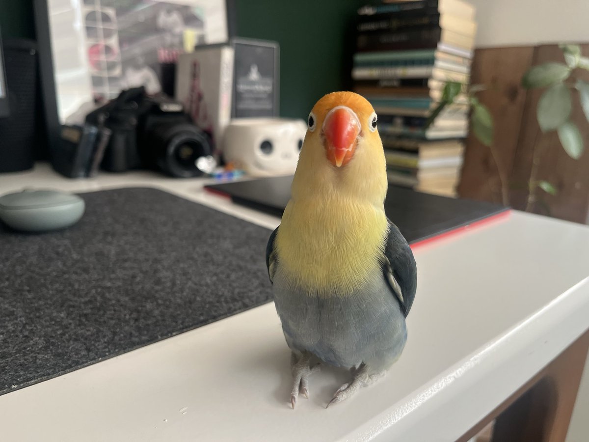 Eddie Munson's Wifey tweet media