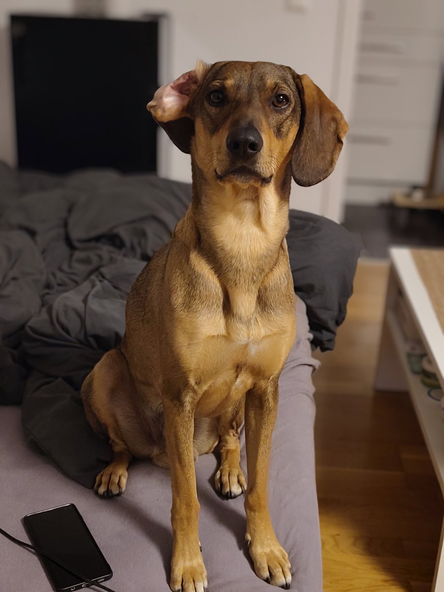 H🐕U🐀C🐎U🐁L 🐕 tweet media