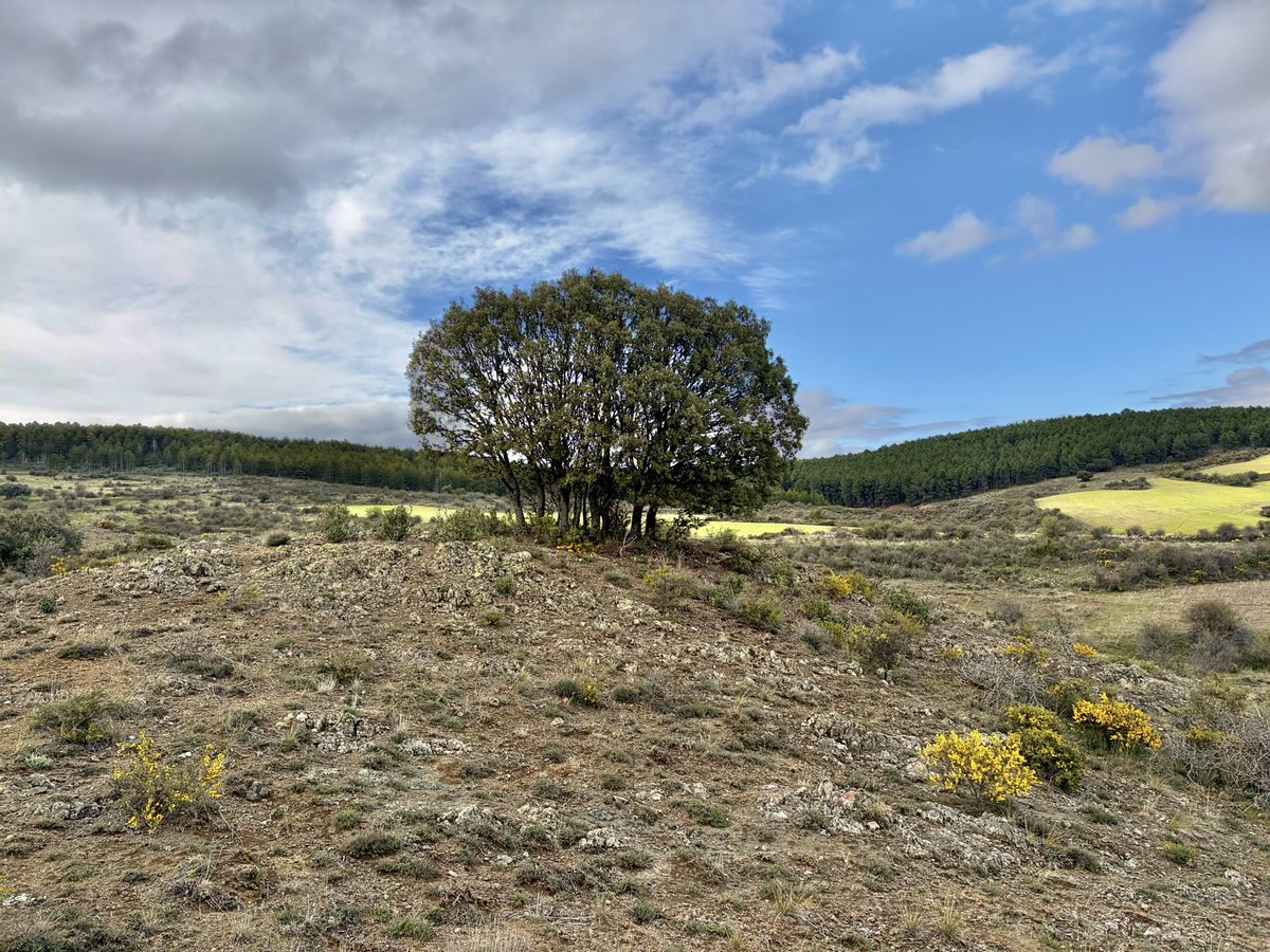 nachoramosc's tweet image. Conexión. #globulariavulgaris #Castilla