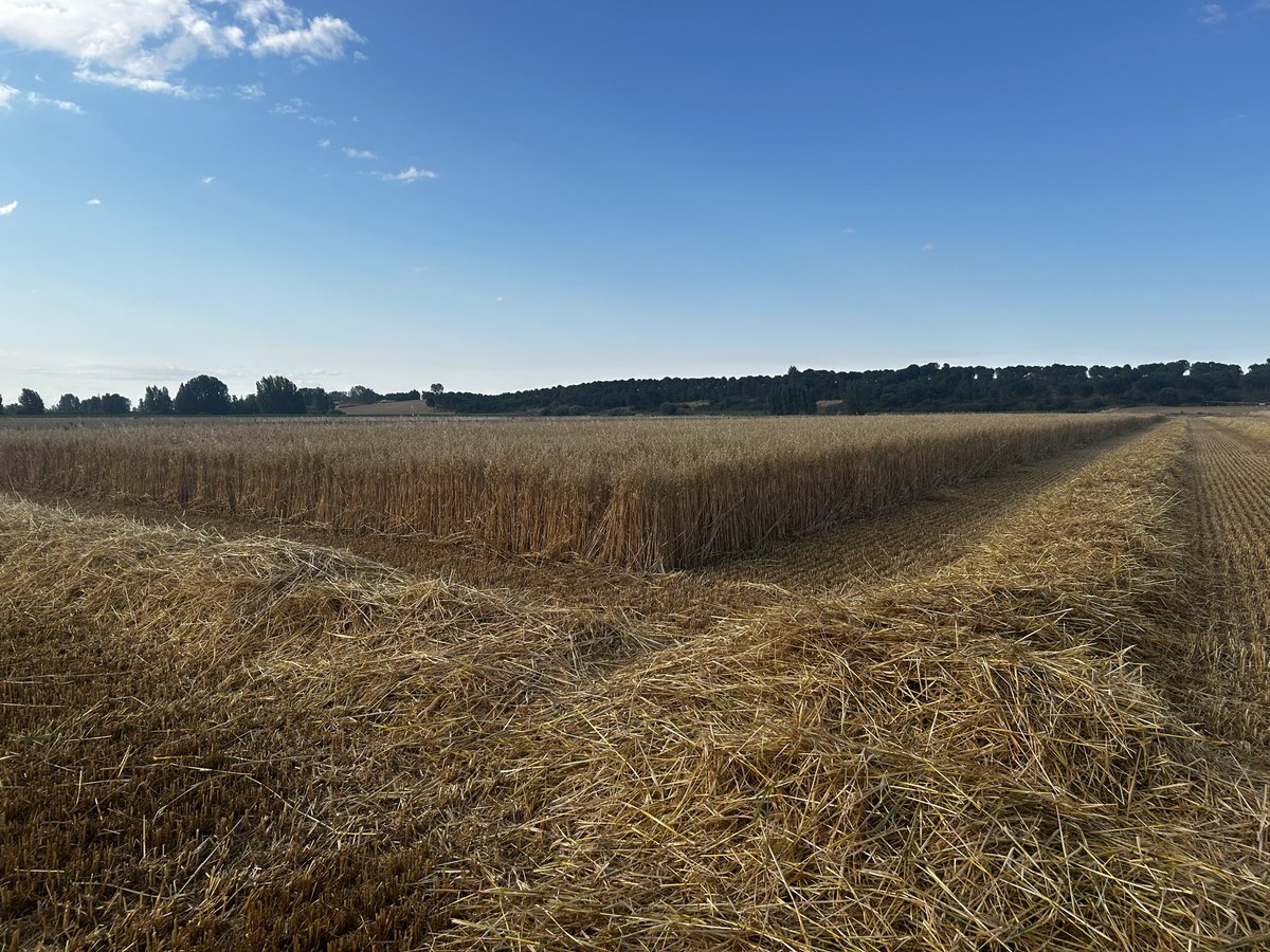 ismamanqui's tweet photo. @agropopular Buenos días desde Manquillos (Palencia)  aquí mirando al cielo todos los días porque después de aguantar los precios de los insumos y de los cereales ahora nos empieza apretar la sequía…. Lo que faltaba!! #AgropopularOlivar Avena https://t.co/bAgb1Zdtae