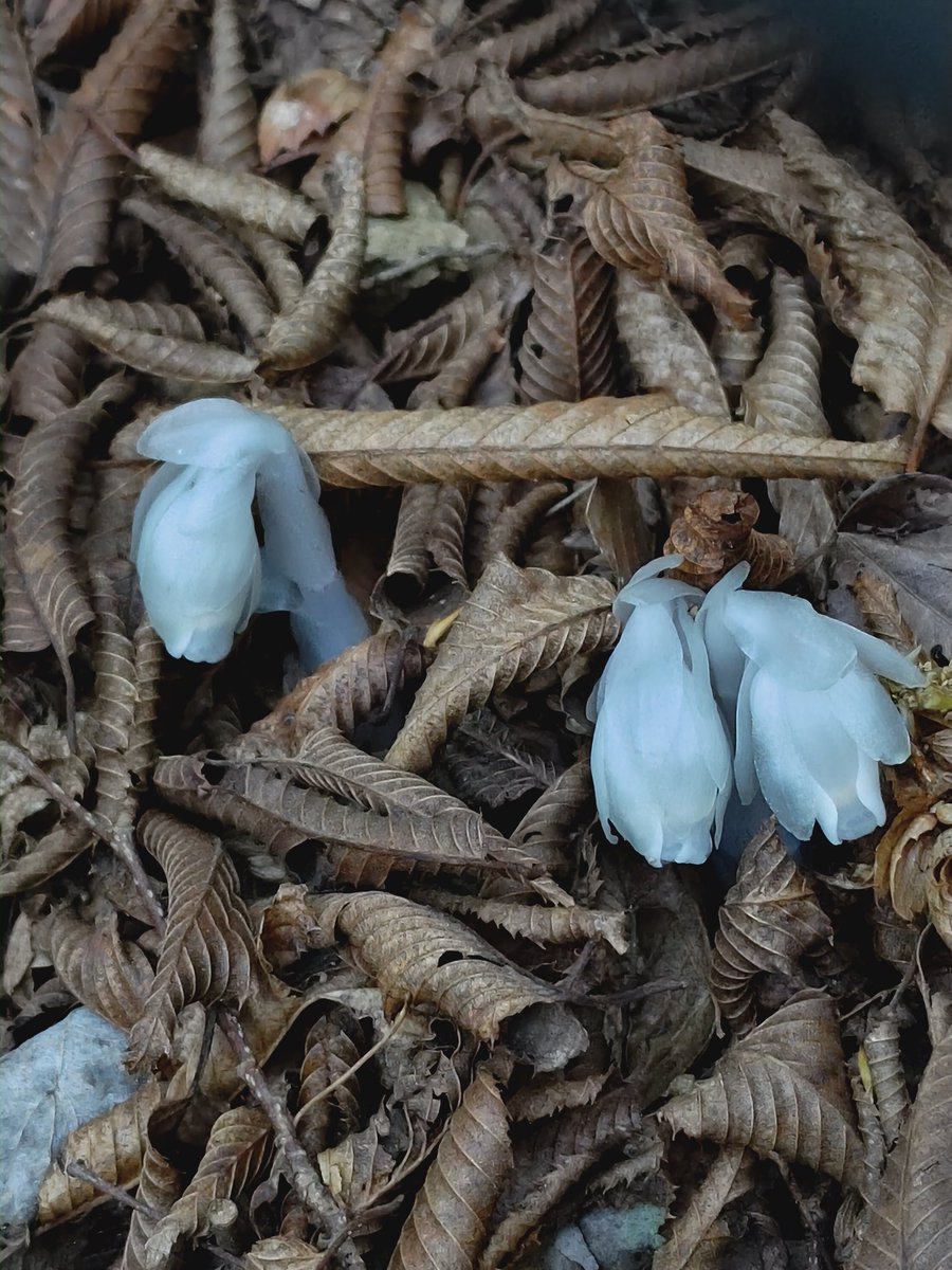 gaoya(中国好きの日本人です)🇯🇵🇨🇳🍄 tweet media