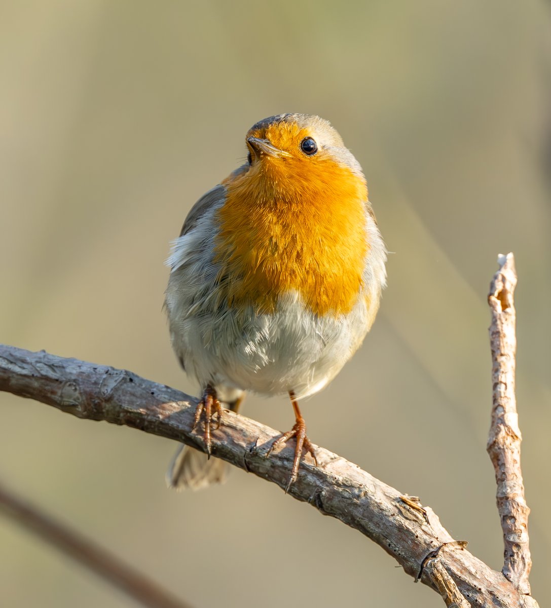 𝓒𝓲𝓮𝓻𝓷𝓲𝓮𝔀𝓼𝓴𝓲 tweet media