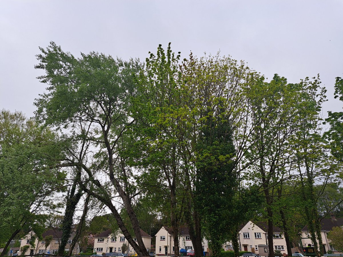 fionajroberts1's tweet image. Good morning from Dorset. Lovely sunny 🌞 day here. Have a great weekend. Yesterday's sky in #Poole #StormHour