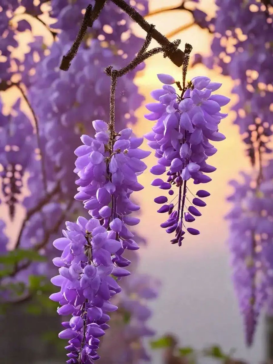 linda barba tweet media