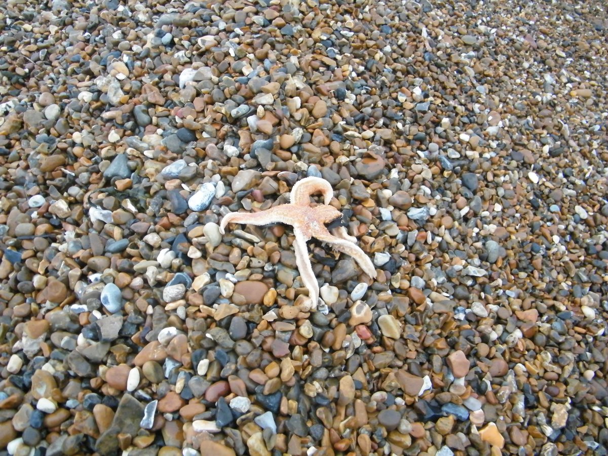 jonnyald's tweet image. down at Felixstowe beach #wooden #textures #starfish #tideline #old #seagull #sculpture #beachhuts #etsyshop #seventeen #pounds #lifesgreat #suffolk #coast