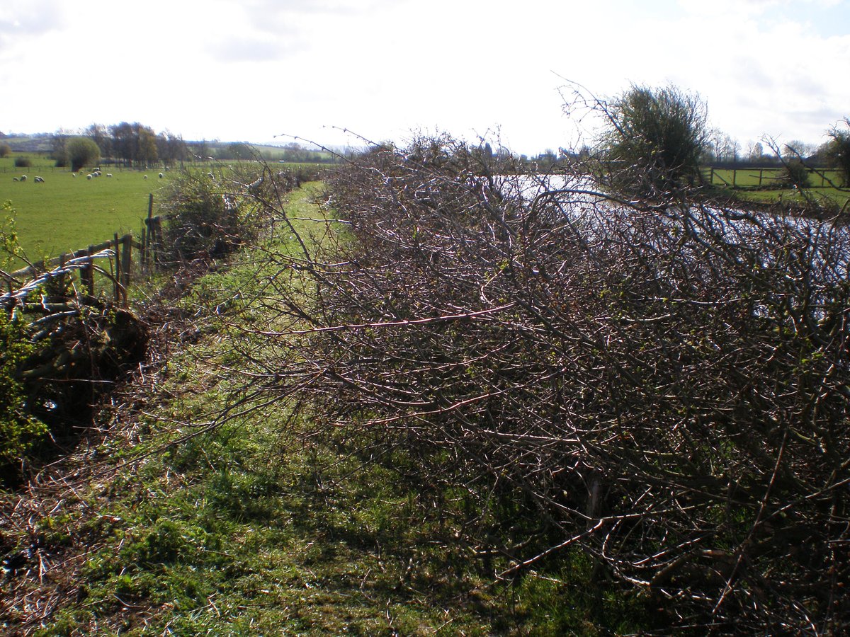 retired_tom's tweet image. My photos from #April 2009

@CanalRiverTrust #GrandUnionCanal #MiltonKeynes #Soulbury #LeightonBuzzard #Bridge #Narrowboat #HedgeLaying #Reflections 

#Canals &amp;amp; #Waterways can provide #Peace &amp;amp; #calm for your own #Wellbeing #Lifesbetterbywater #KeepCanalsAlive