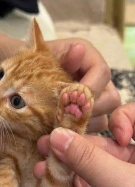 horse dentist tweet media