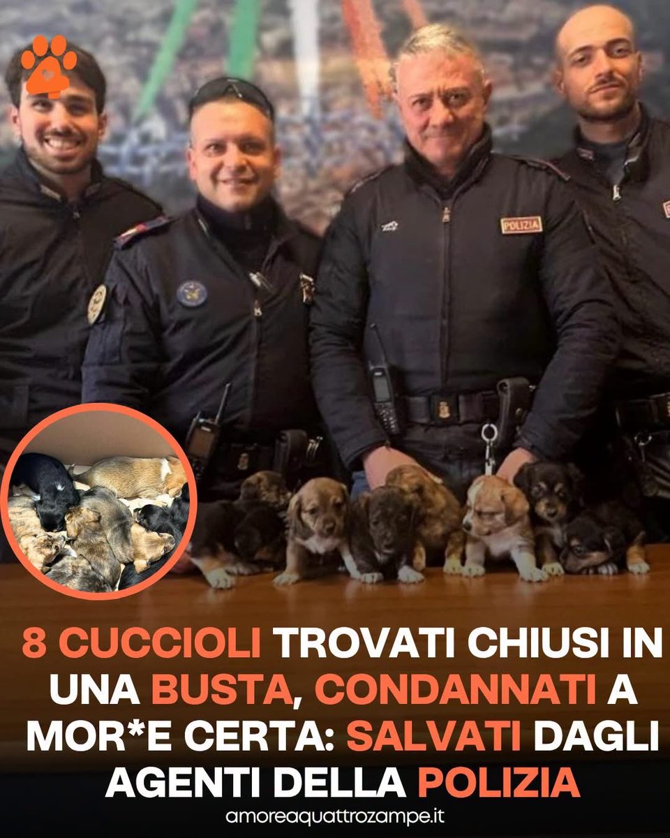AmoreAQuattro Zampe tweet media
