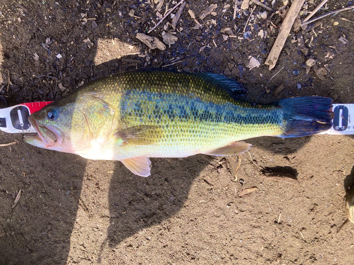 へっぽこばさーよっちゃん🍞 tweet media