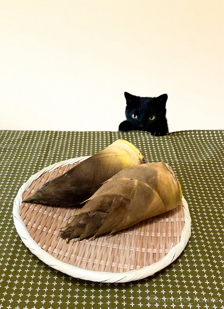 yamato house tweet media