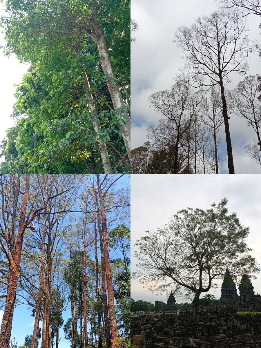 🇵🇸🍉 قادينلر سلطنتى tweet media