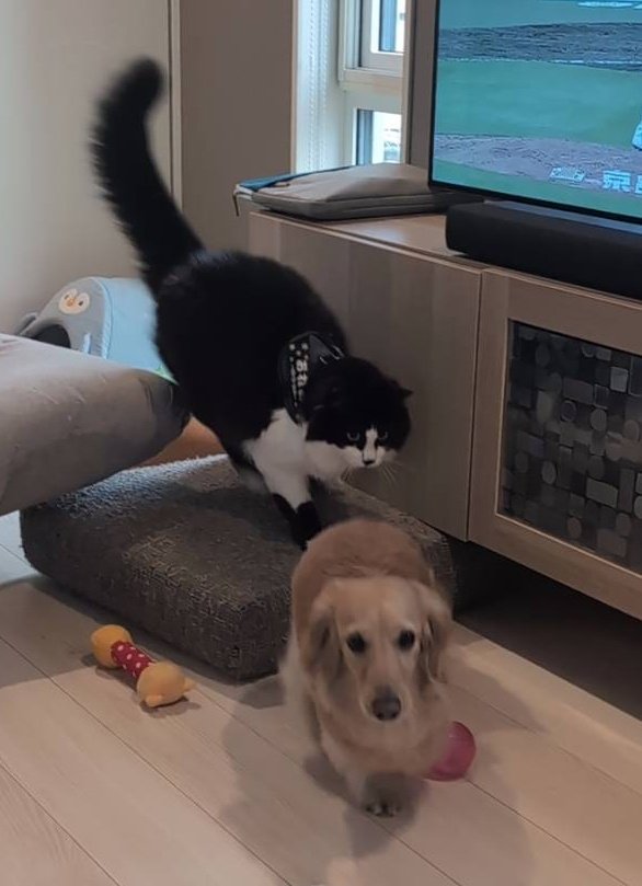 はちぷくおれお tweet media