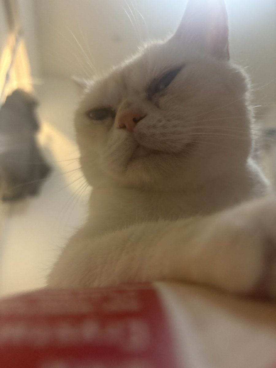 cat_oru's tweet photo. 〜くたろうダイエットをはじめる〜

なのに腹筋させられてるのは飼い主で、起き上がる度この顔で見られて滅(愛)

 #ねこ #イラスト #マンチカン #猫好きと繋がりたい #ぶさかわ https://t.co/2nQ8qQSJIn