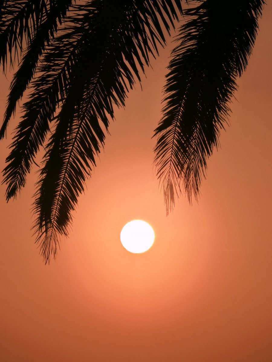 Alonein43672278's tweet image. #photography #dawn #sun #palm