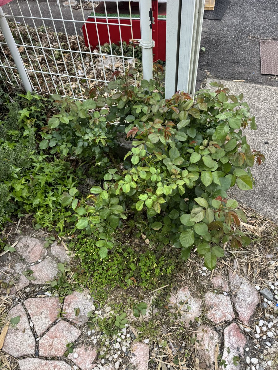 今年もいっぱい🌹
咲きます様に✨❗️
#ストロベリーアイス
#薔薇